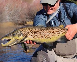 5 Tips for Successful Trophy Trout Hunting by THE FLY DUDES