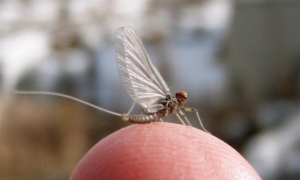 BWO's - Priming the Pump of Spring Gilbert Rowley