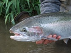 PNW Fly Fishing for Steelhead: The Sexiest Freshwater Fish on the Planet! by Dick Sagara