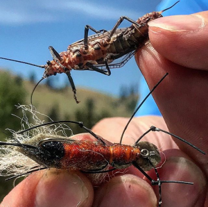Fly of the Month - June 2018