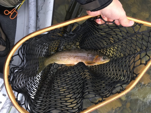 October Caddis, the Last Big Bug of the Season Paul Mason