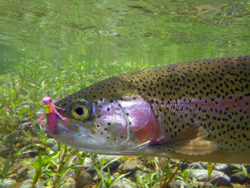 Fly of the Month - August 2017