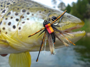 Cicada Magicicada, the “Big Bug” Colby Crossland
