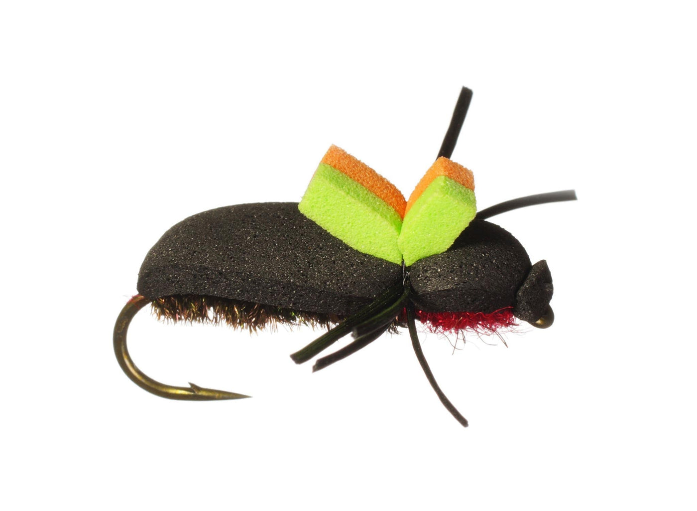 June Bug Beetle