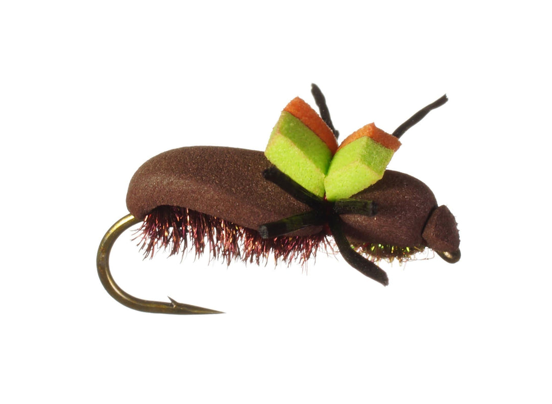 June Bug Beetle