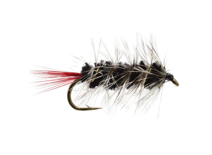 Woolly Worm