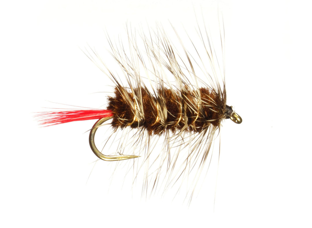 Woolly Worm
