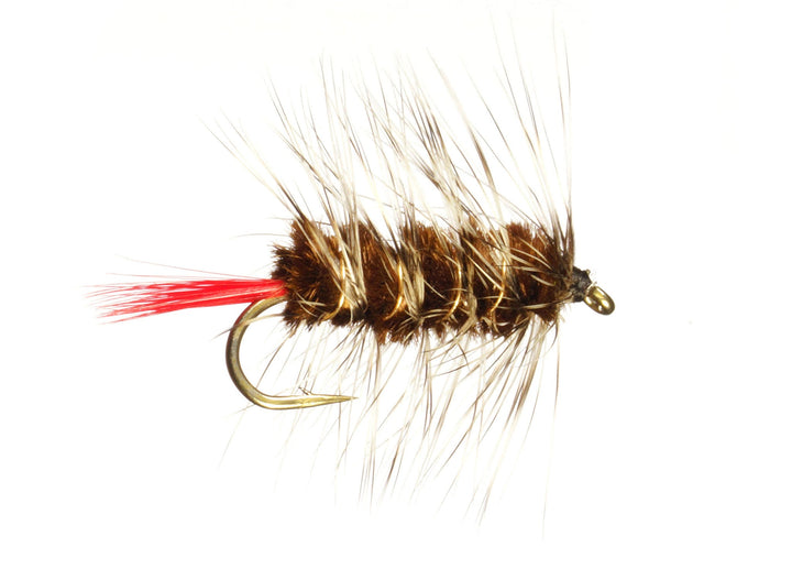 Woolly Worm