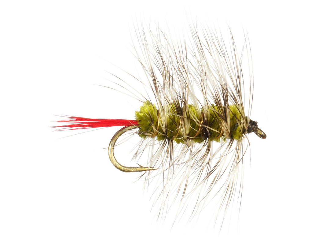 Woolly Worm
