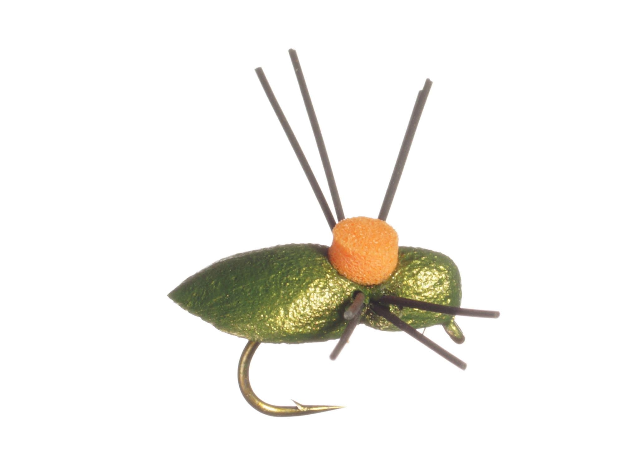 Whitlock's Bright Spot Beetle - FM